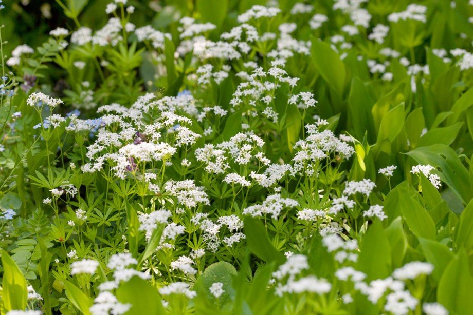 Garten Etagenwohnung Darmstadt